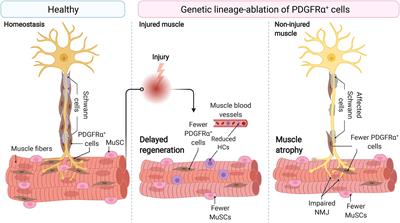 Evolving Roles of Muscle-Resident Fibro-Adipogenic Progenitors in Health, Regeneration, Neuromuscular Disorders, and Aging